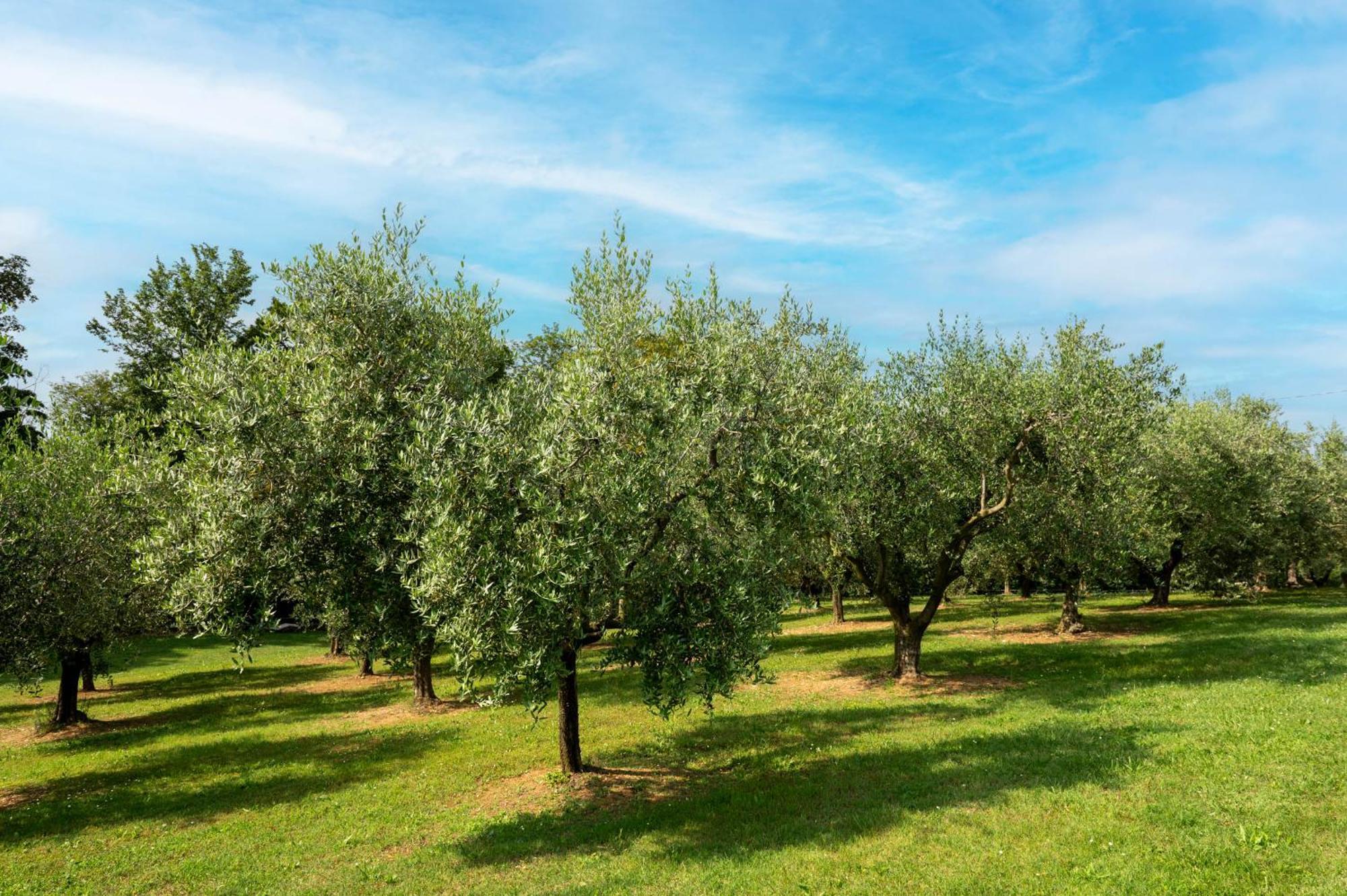 Agriturismo Terre Bianche Apartment Teolo Exterior photo