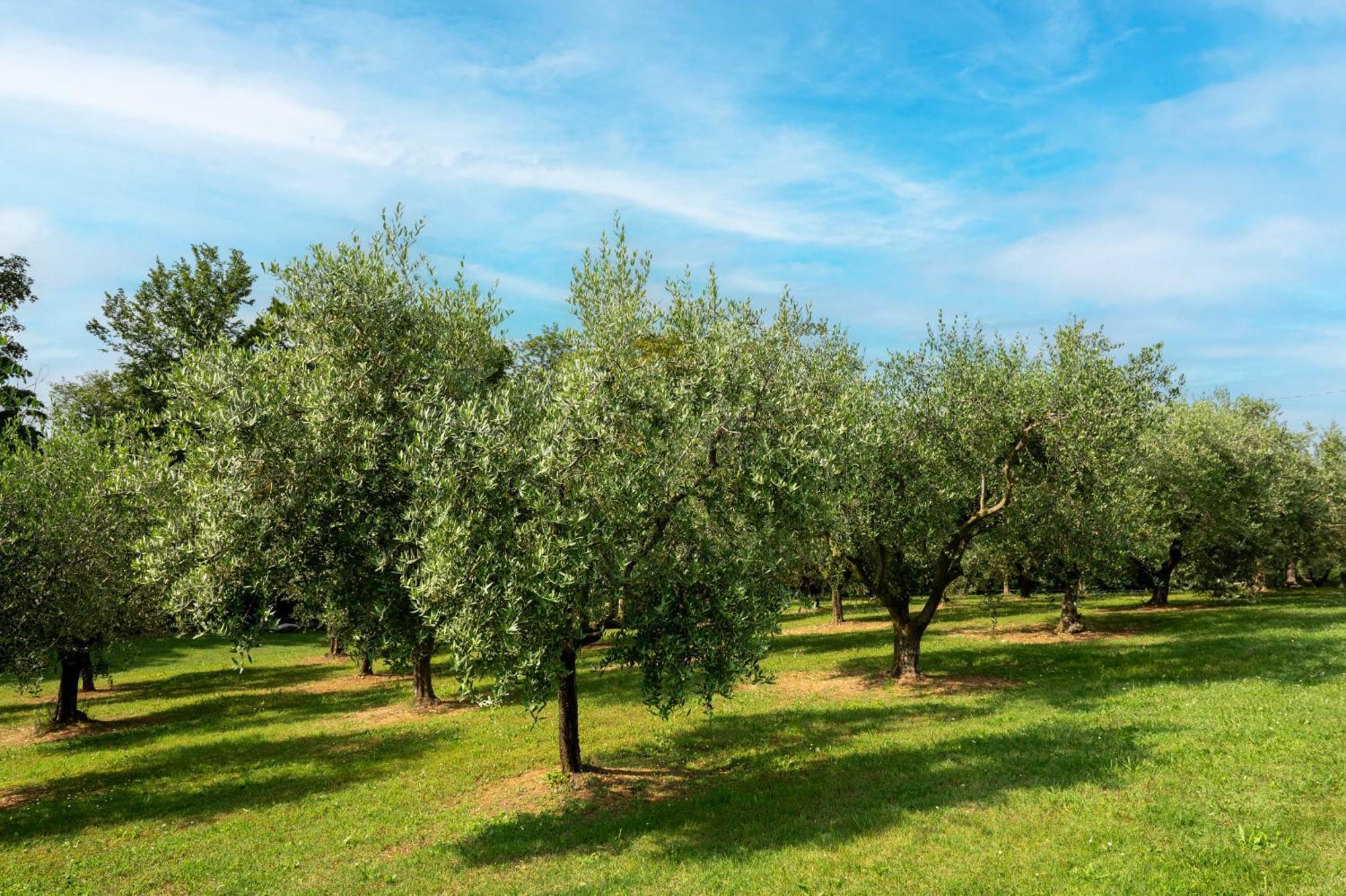 Agriturismo Terre Bianche Teolo Exterior photo